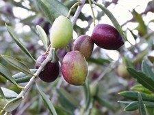 Aceitunas probióticas. Probiotic olives