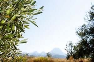 Señorío de Relleu - Divulgación AOVE Aceite de Oliva Oliva Virgen de alicante