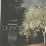 Articulo en El coleccionista de olivos sobre el aceite de oliva virgen extra