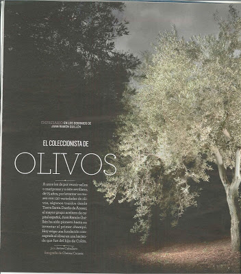 Artículo sobre el aceite de oliva virgen extra. Article about extra virgin olive oil