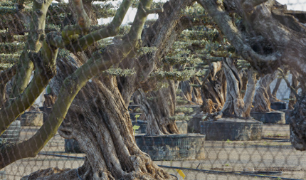 Objetivo, evitar que los olivos milenarios acaben secos en una rotonda. Objective, to prevent millenary olive trees from drying out in a roundabout.