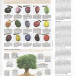 Muestra gráfica de las distintas variedades de aceitunas