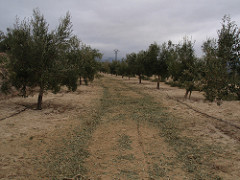 Olivos de Señoríos de Relleu. Señoríos de Relleu´s olives trees.