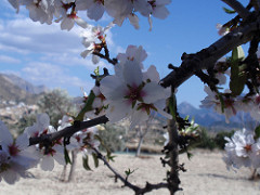 Hermosa fotografía de un almendro en flor. Beautiful photograph of an almond tree in bloom.