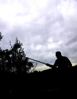 Recogemos las aceitunas de forma tradicional con la técnica del vareo. We pick olives in the traditional way with the technique of vareo