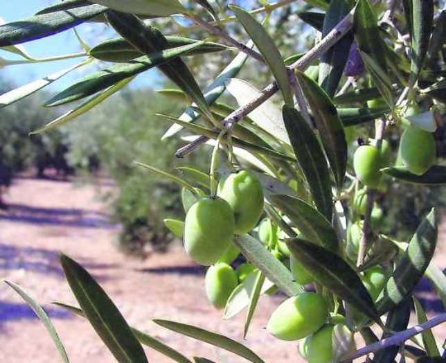 Uno de nuestros árboles con su fruto. One of our trees with its fruit.