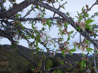 Hermosa fotografía de nuestros almendros en Flor.