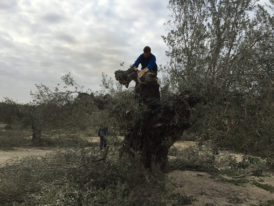 Poda de renovacio con motosierra Olivar