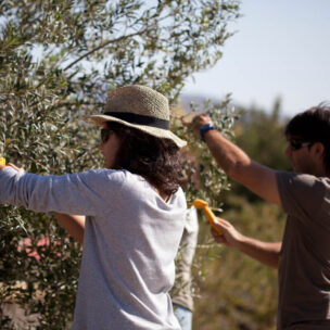 Olive Oil Activities - Envero Moment