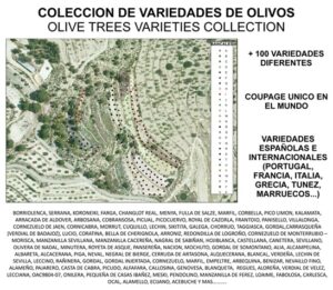 Coleccion de variedades